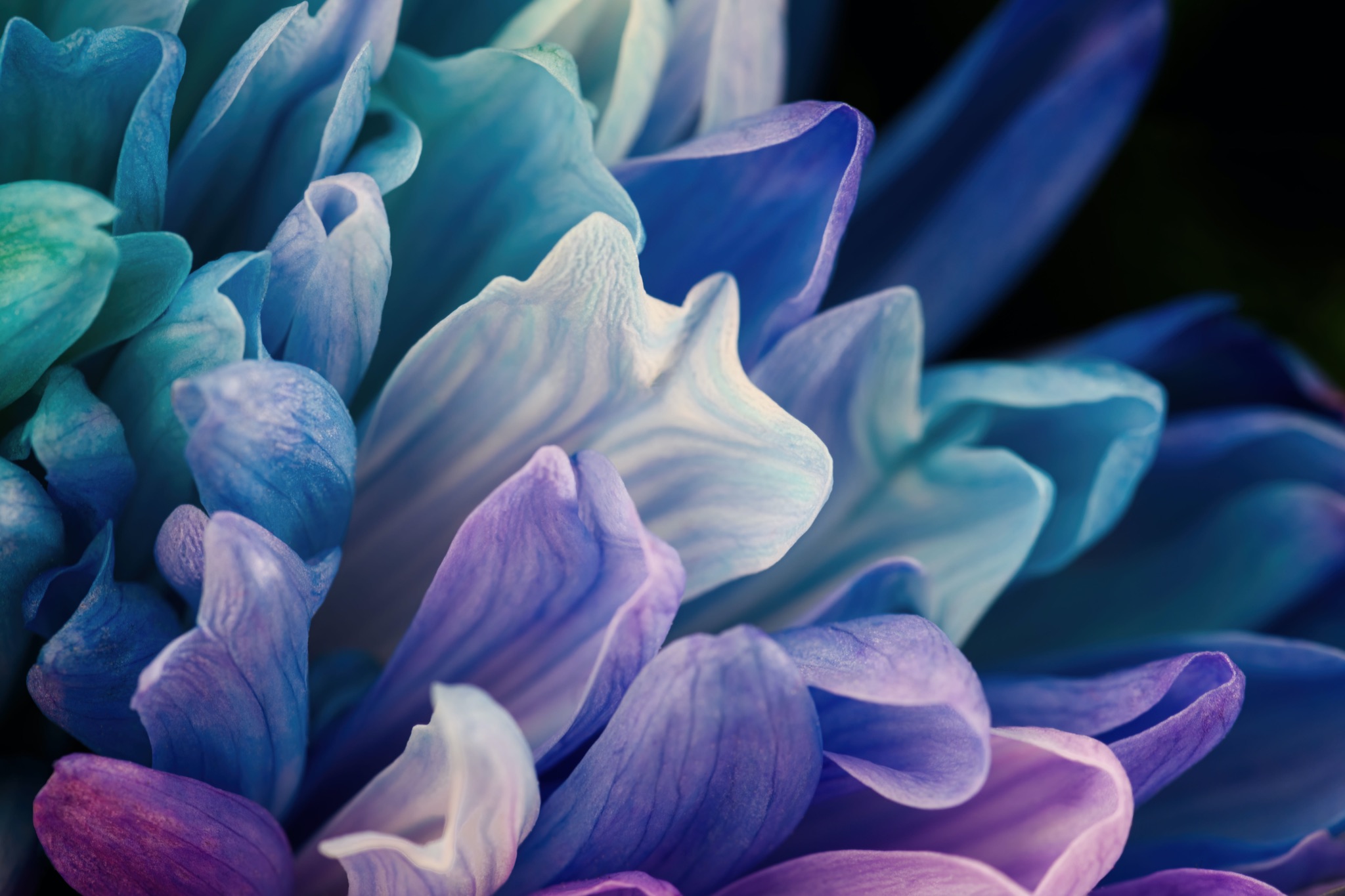 Chrysant 1