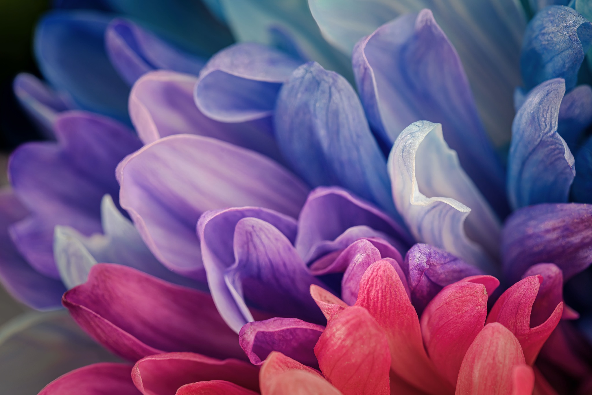 Chrysant 2