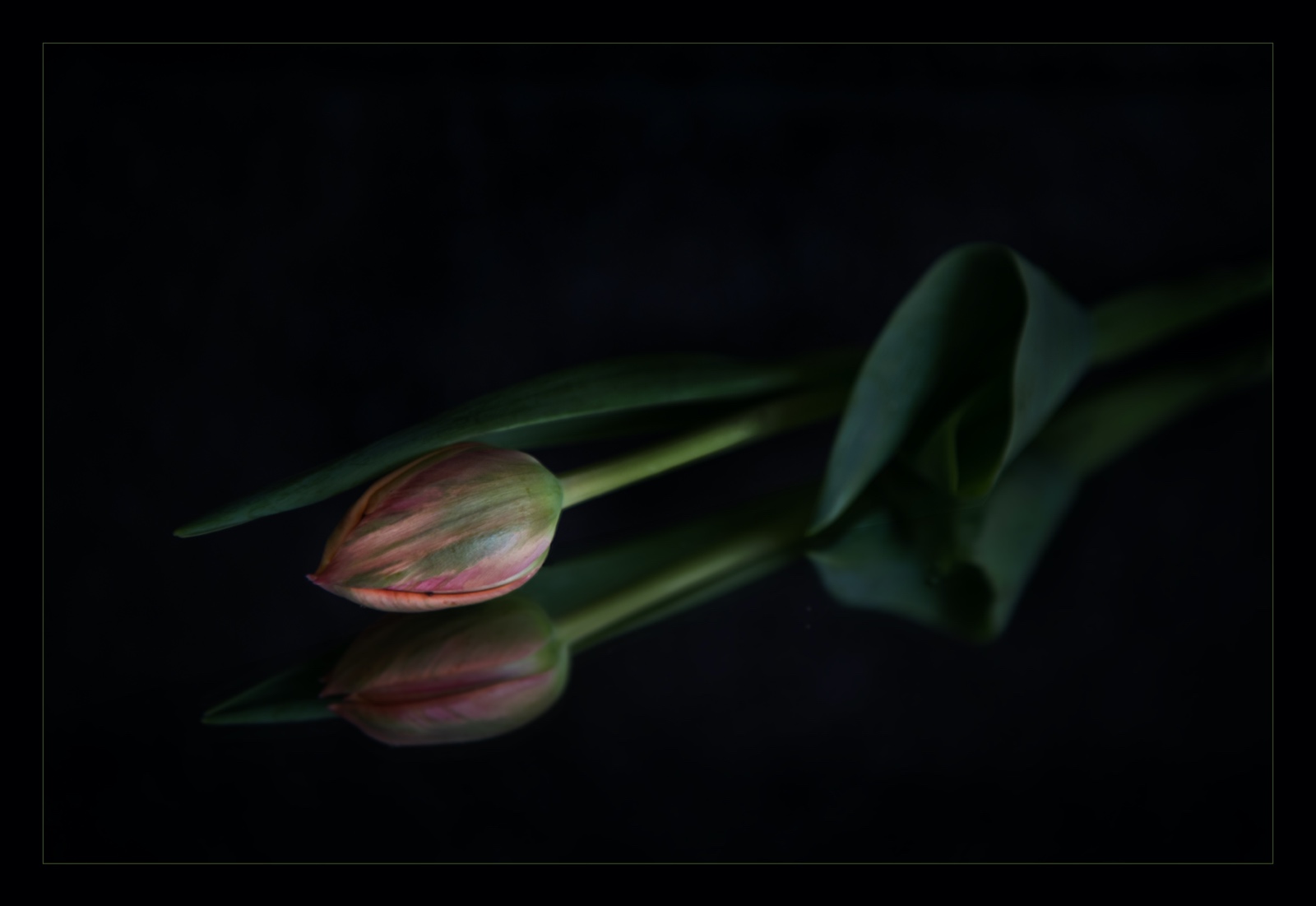 Tulp 1