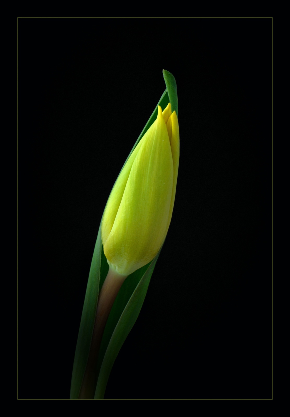 Tulp 2