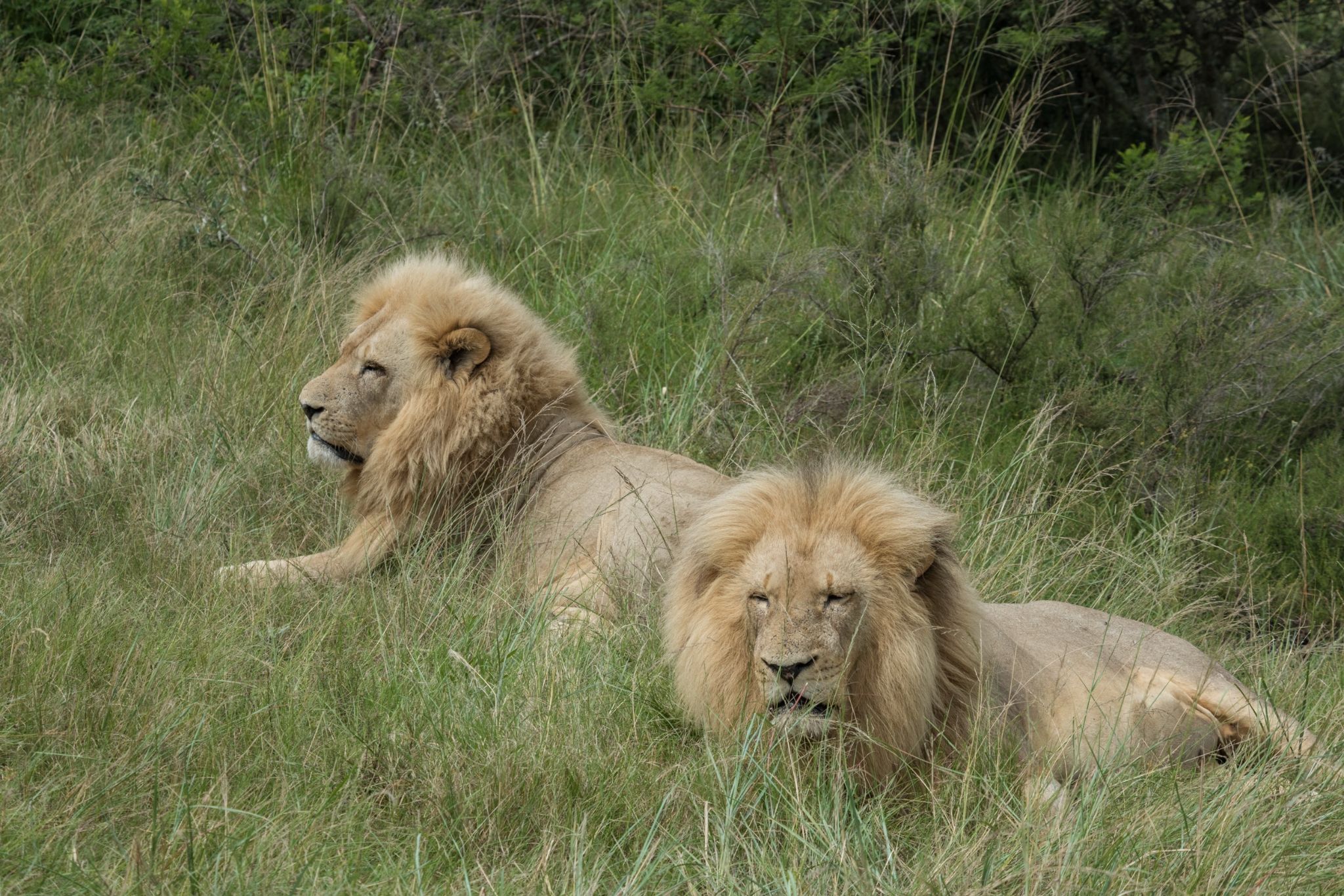 ZA Dieren16