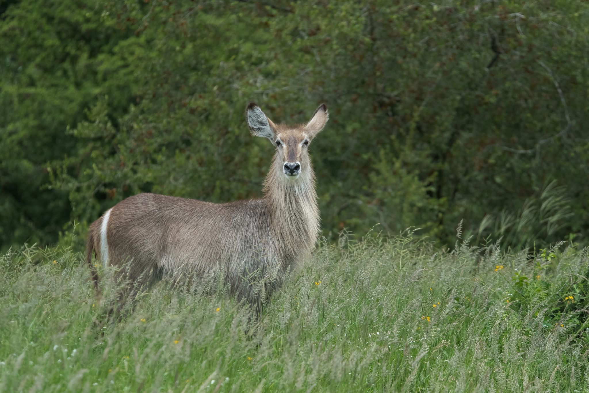 ZA Dieren6