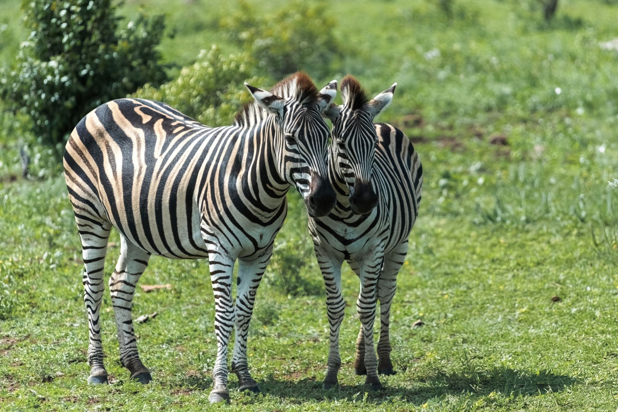 ZA Dieren8