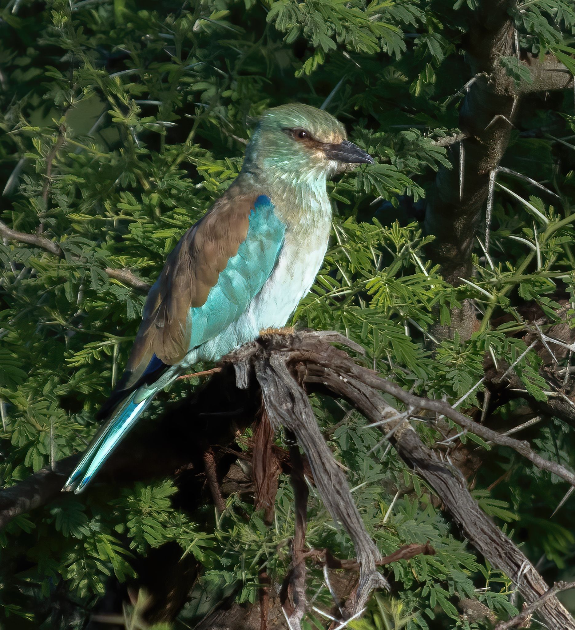 Zuid Afrika vogels 01