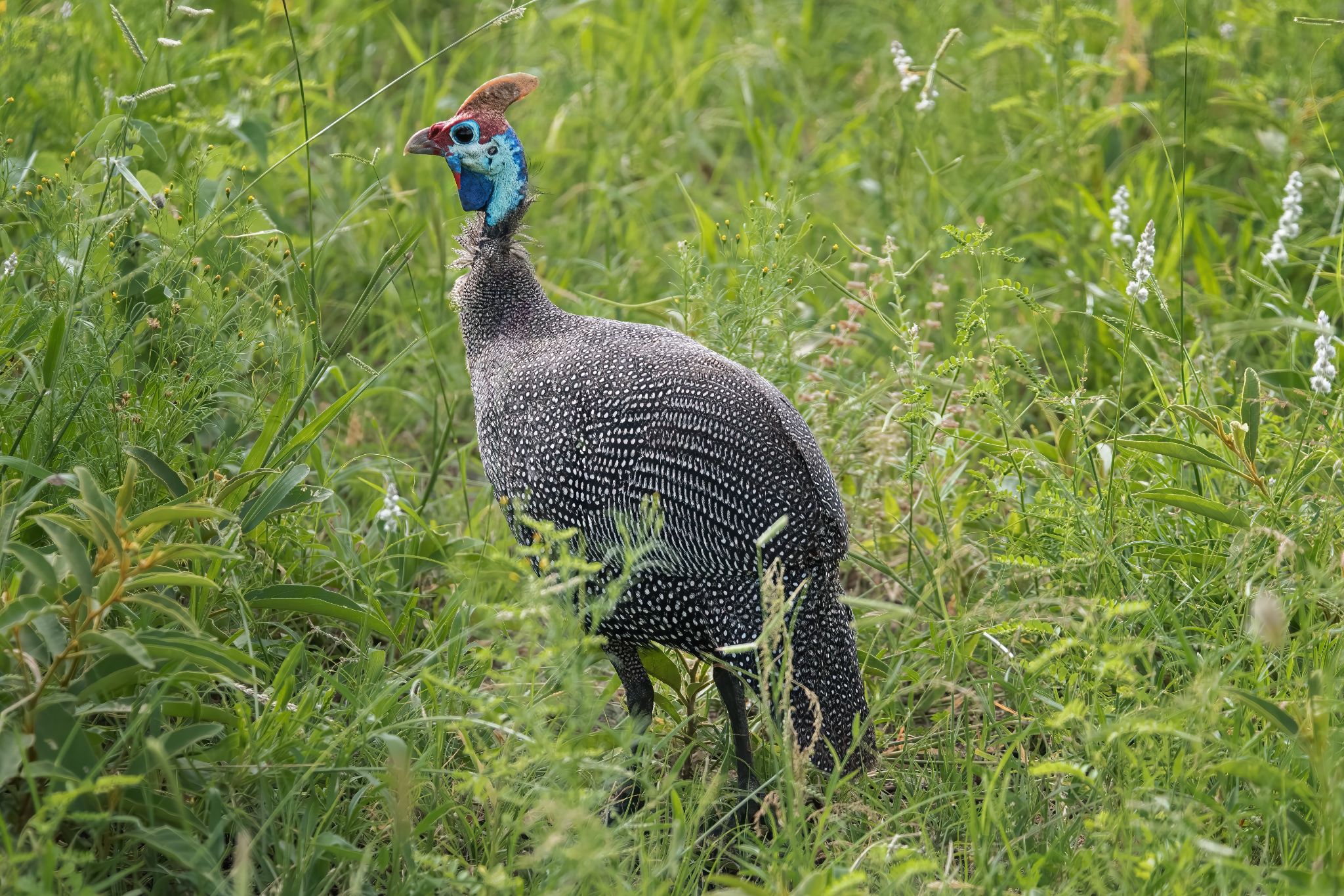 Zuid Afrika vogels 02