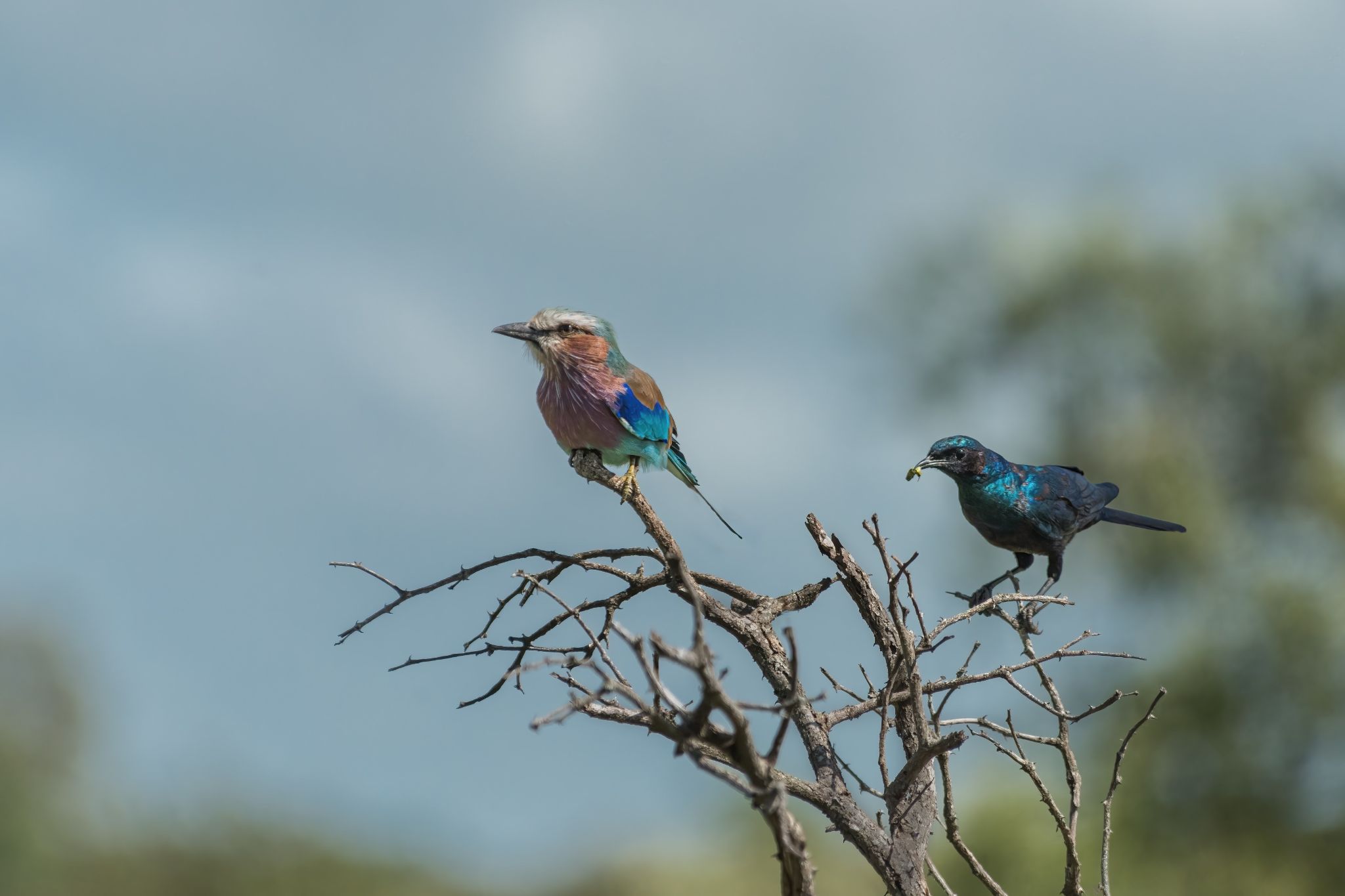 Zuid Afrika vogels 03