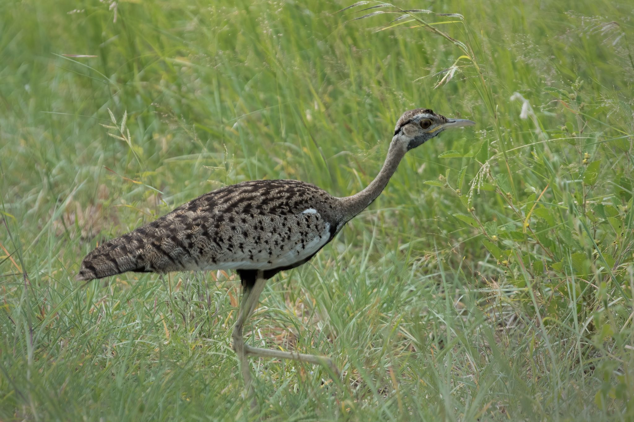 Zuid Afrika vogels 04