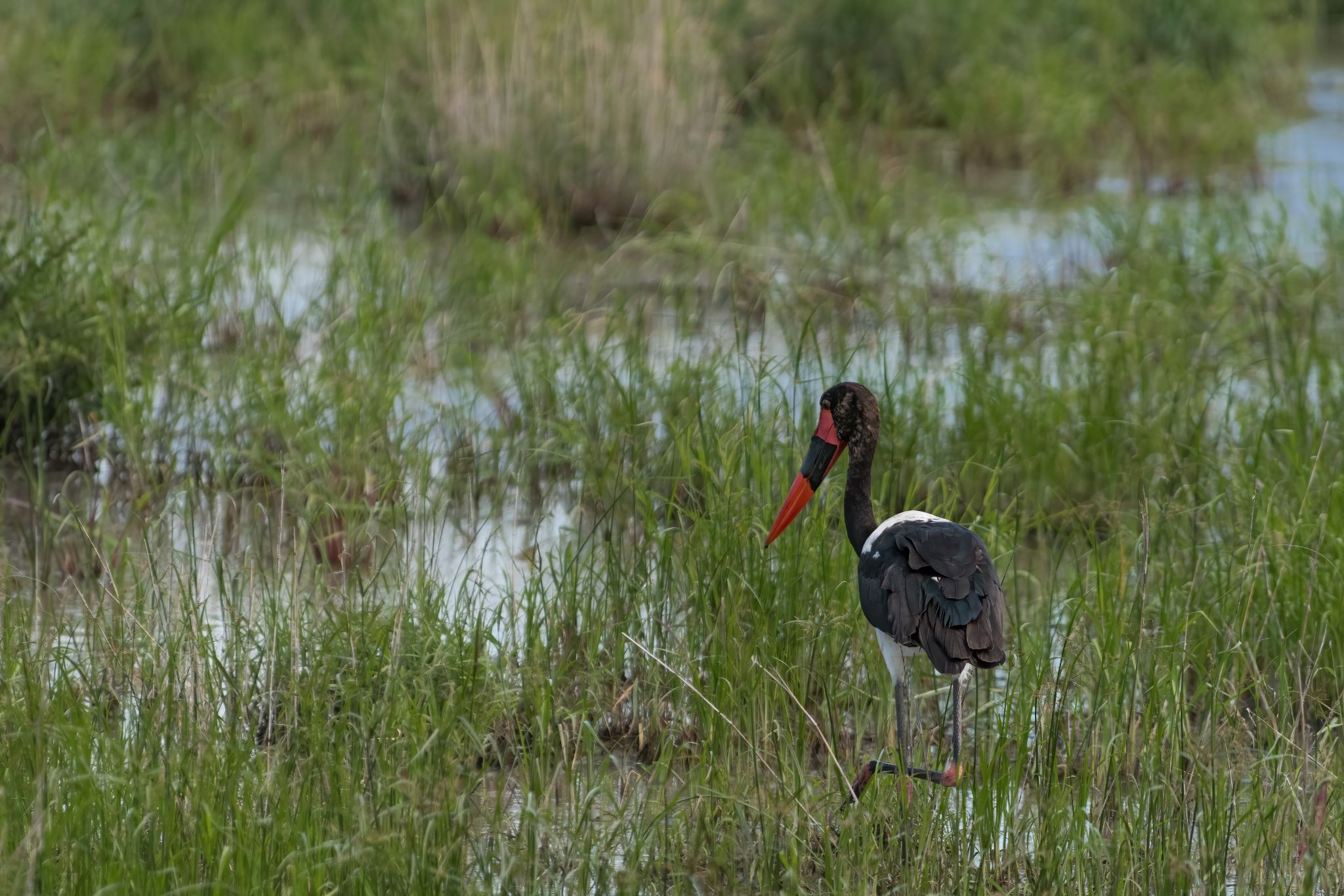 Zuid Afrika vogels 05