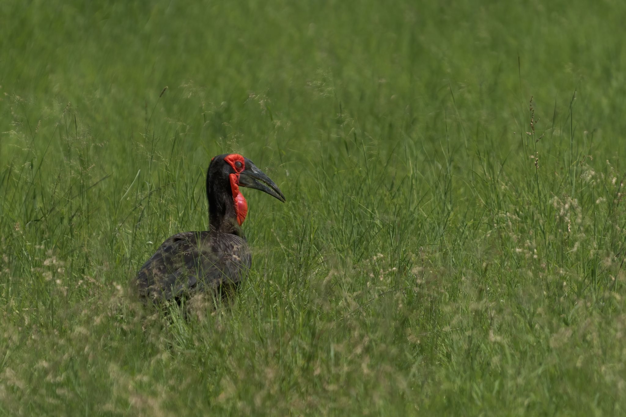 Zuid Afrika vogels 06