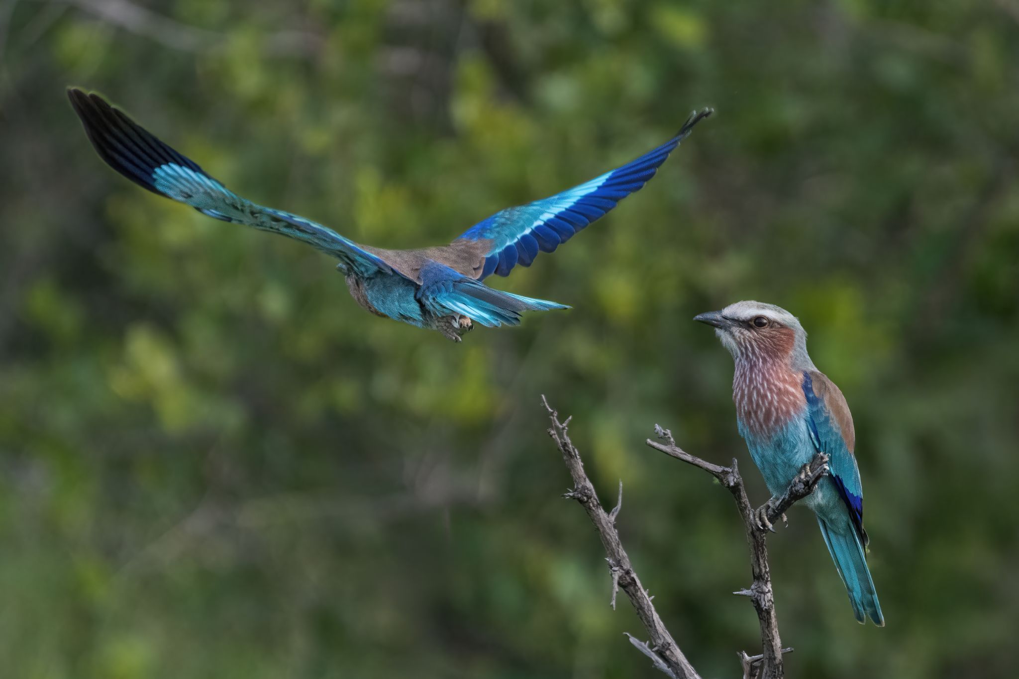 Zuid Afrika vogels 07