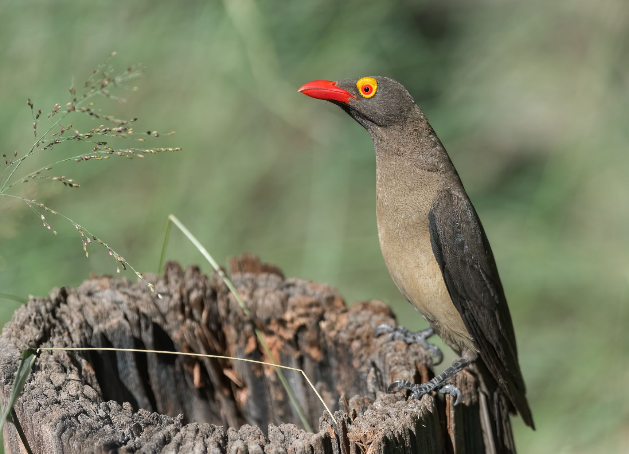 Zuid Afrika vogels 08