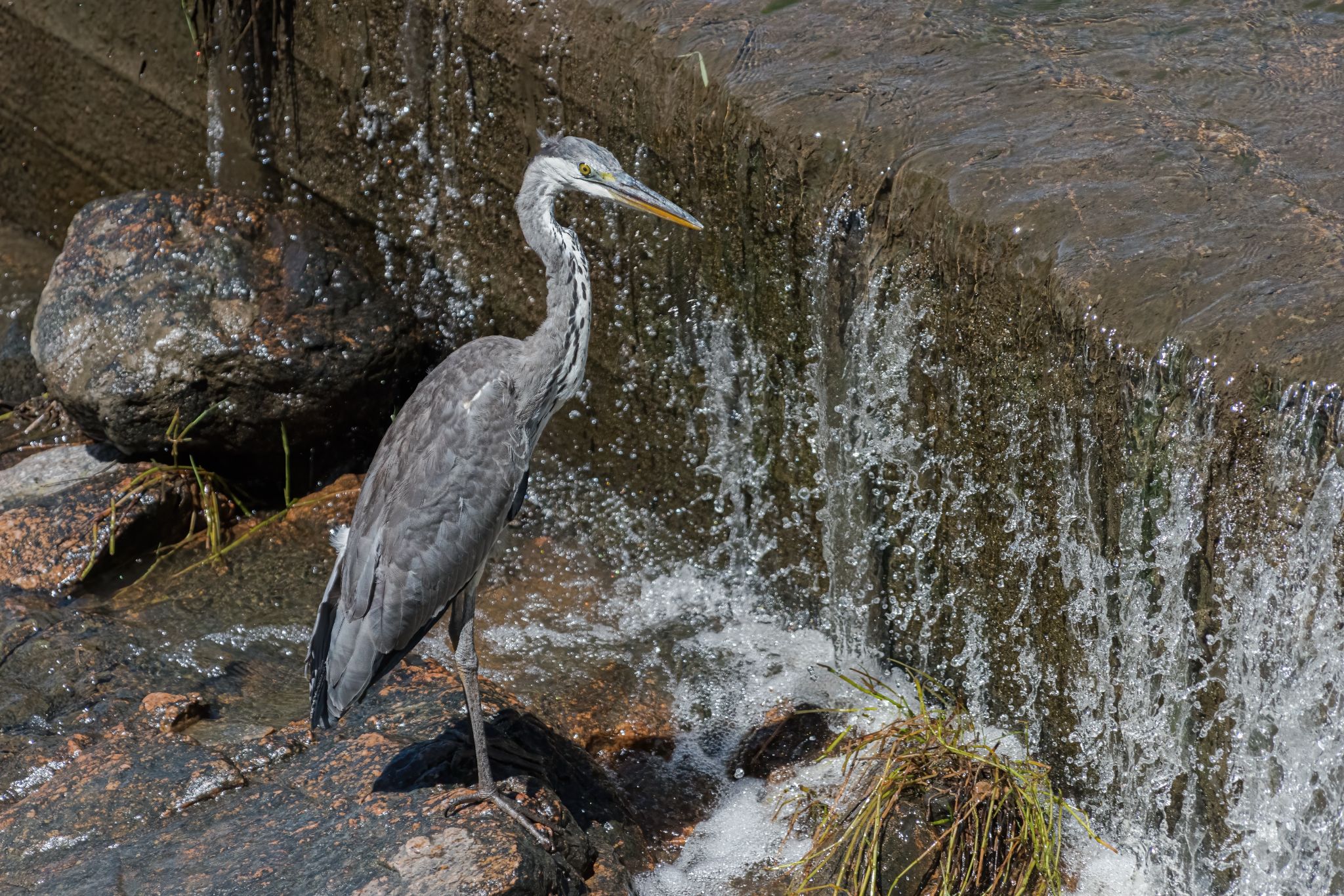 Zuid Afrika vogels 09