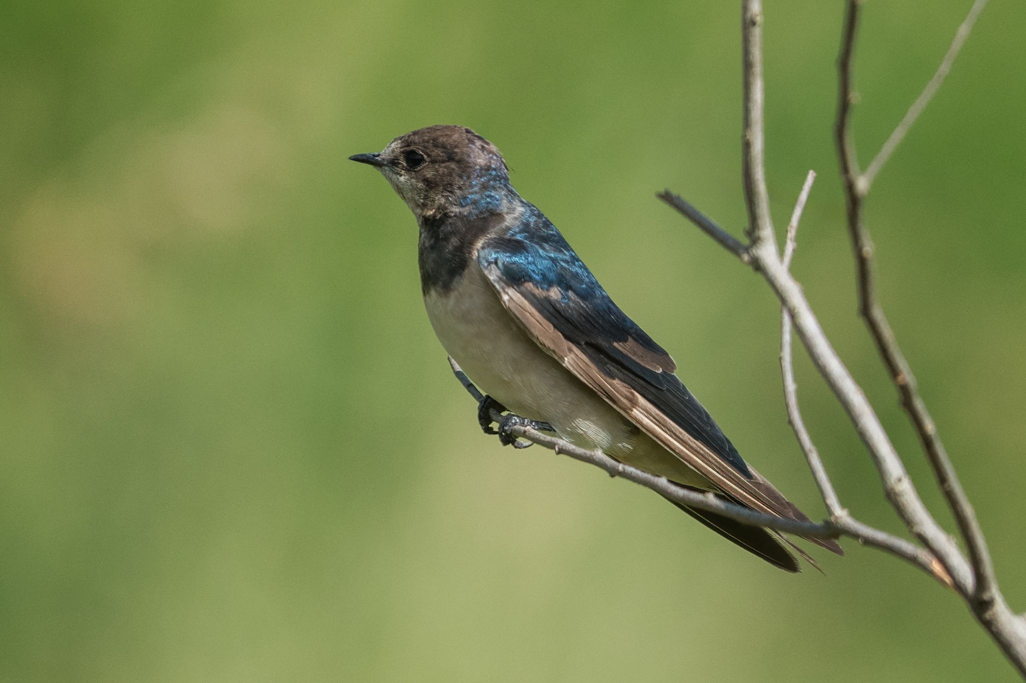 Zuid Afrika vogels 10