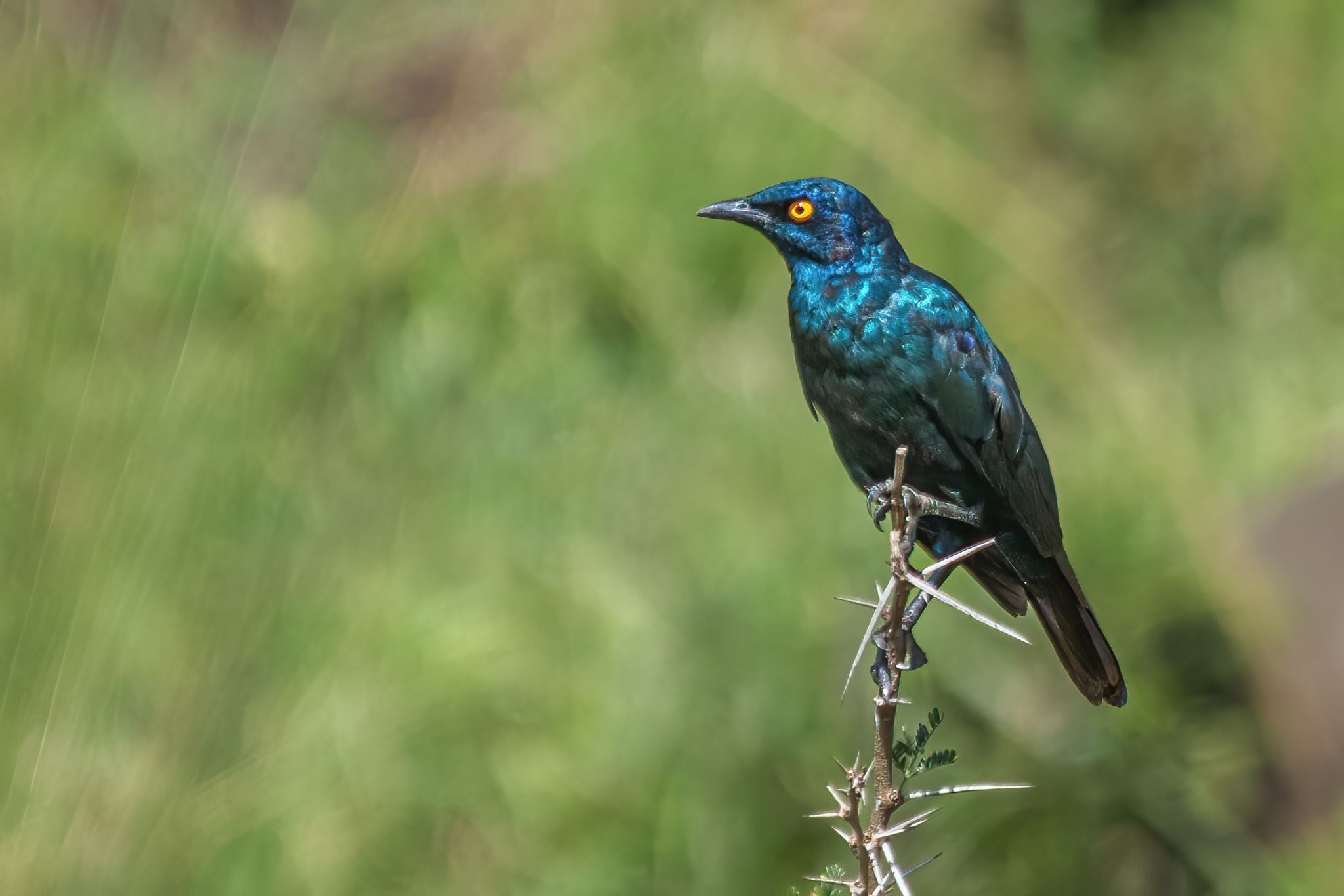Zuid Afrika vogels 11