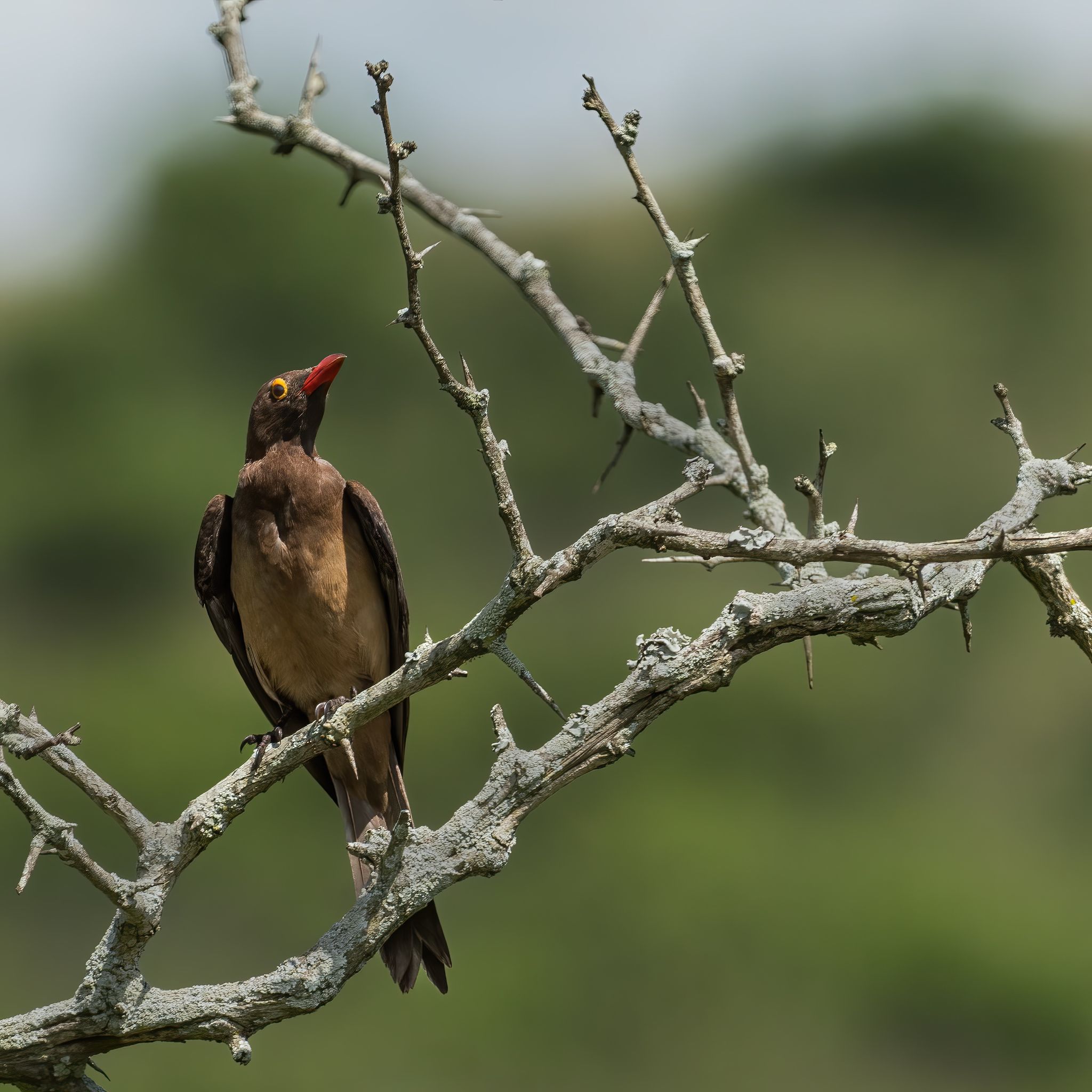 Zuid Afrika vogels 12