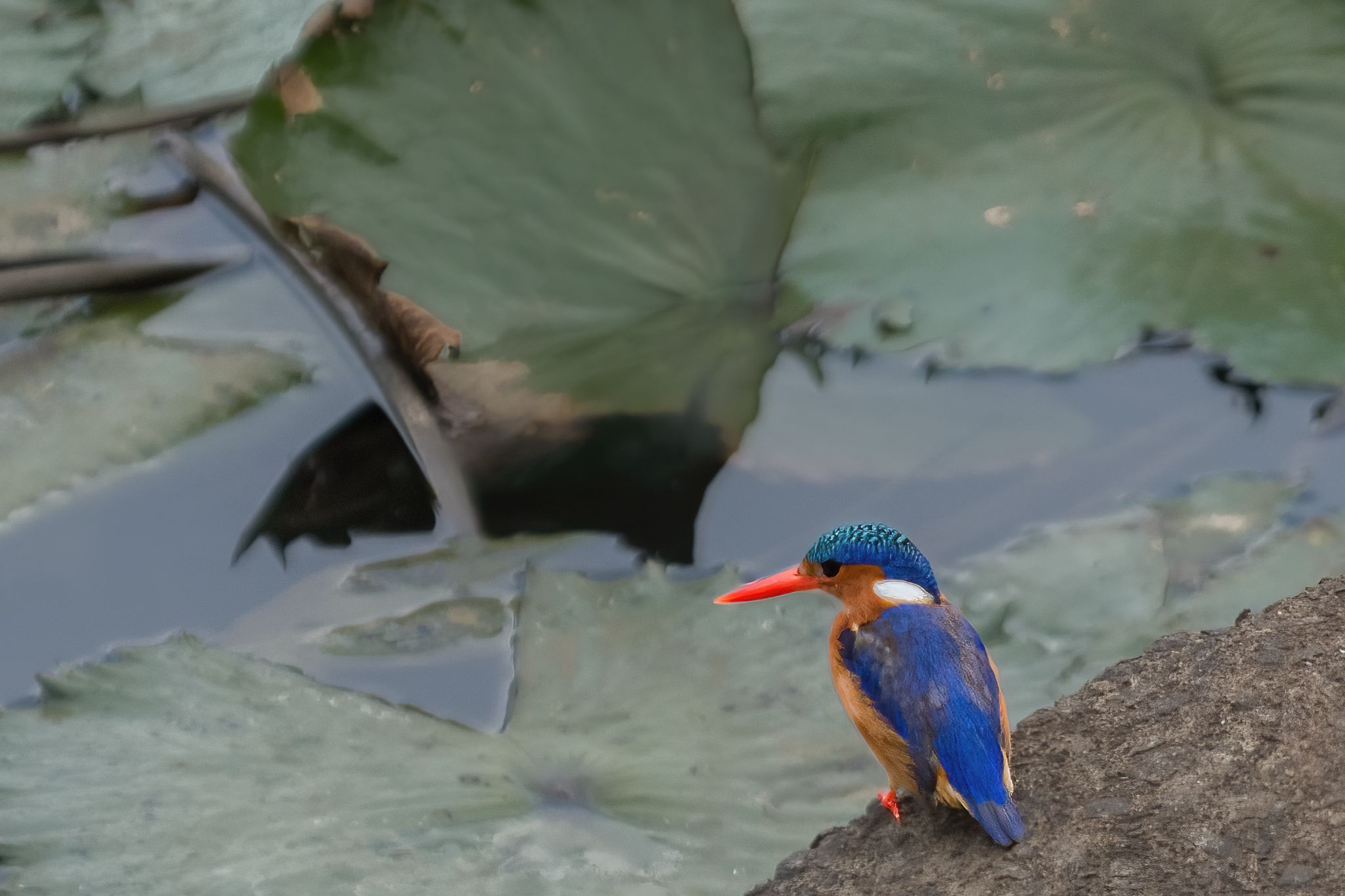 Zuid Afrika vogels 13