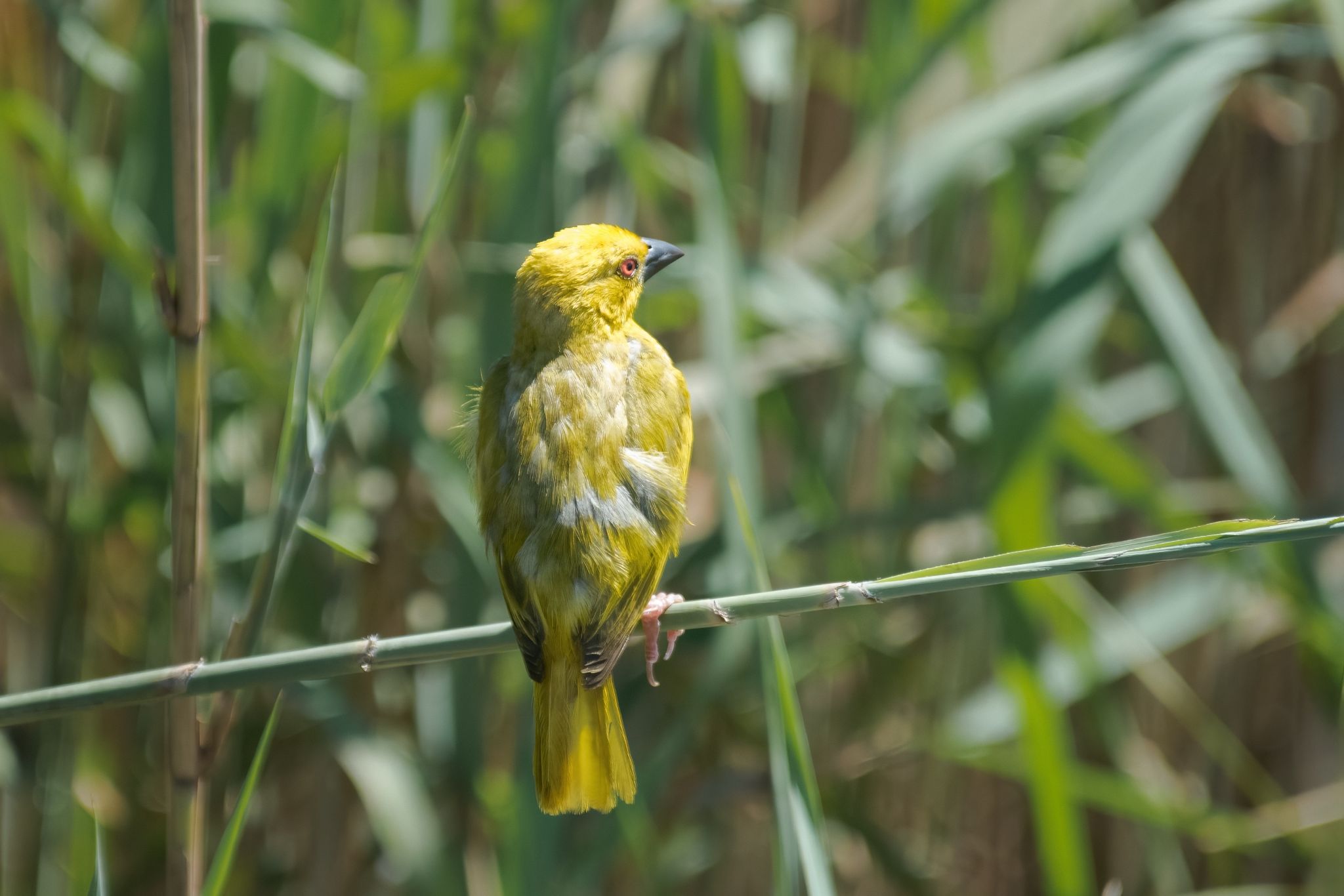 Zuid Afrika vogels 14