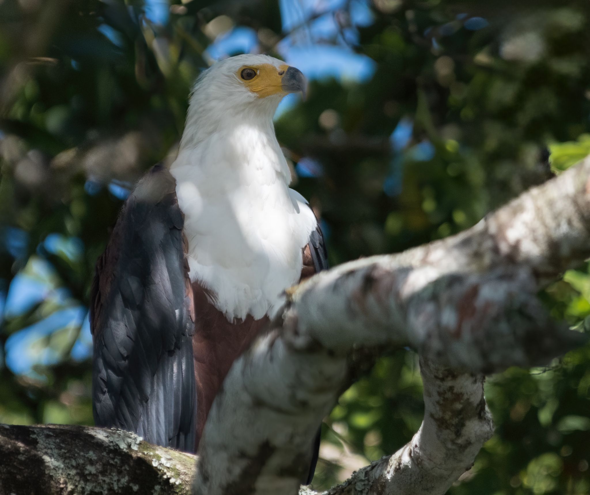 Zuid Afrika vogels 15