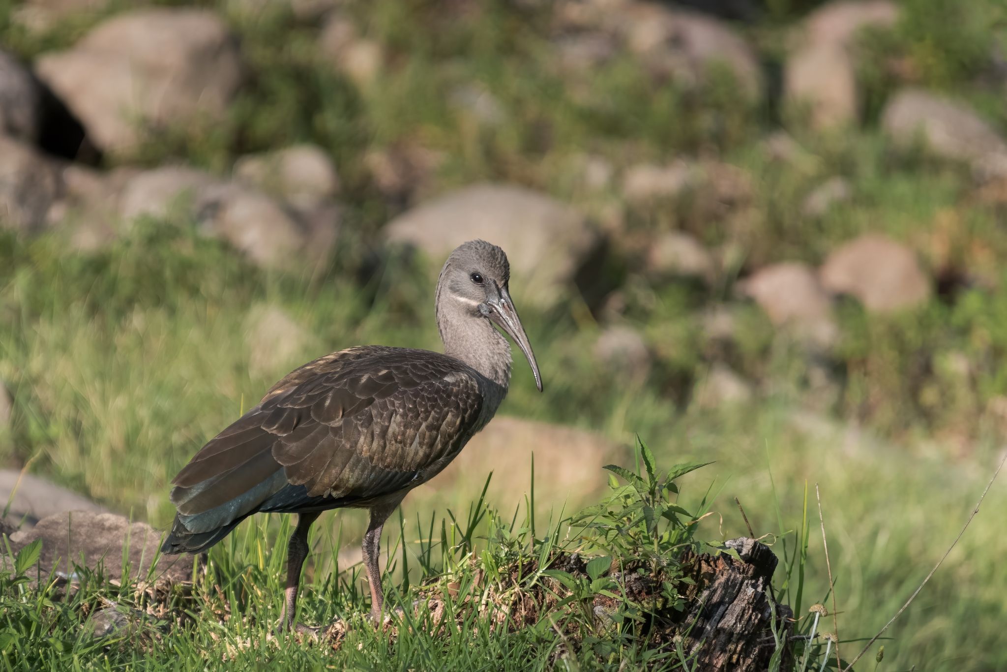 Zuid Afrika vogels 16